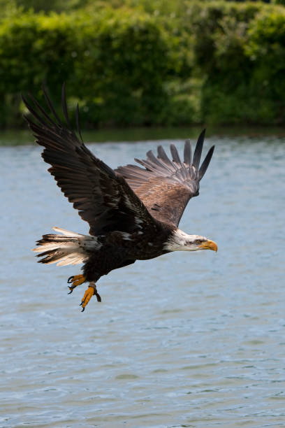 istock BALD EAGLE haliaeetus leucocephalus, JUVENILE IN FLIGHT OVER LAKE 1225363785