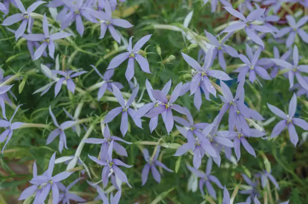 Blue dogbane flowers - Latin name - Amsonia tabernaemontana