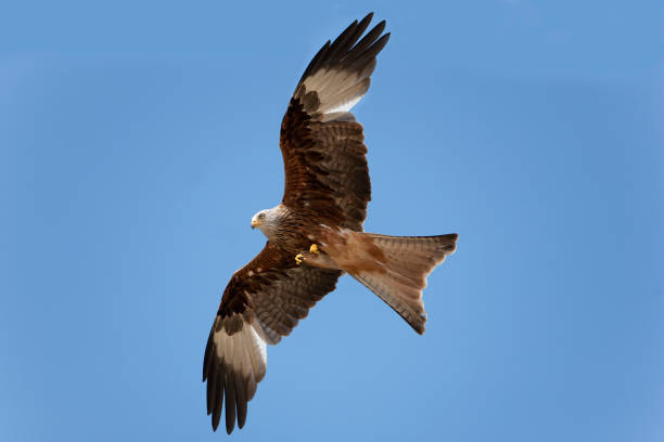 istock RED KITE milvus milvus, ADULT IN FLIGHT, UNDERSIDE 1225363944