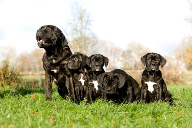 cane corso, une race de chien d’italie, femelle avec des chiots sur l’herbe - molosser photos et images de collection