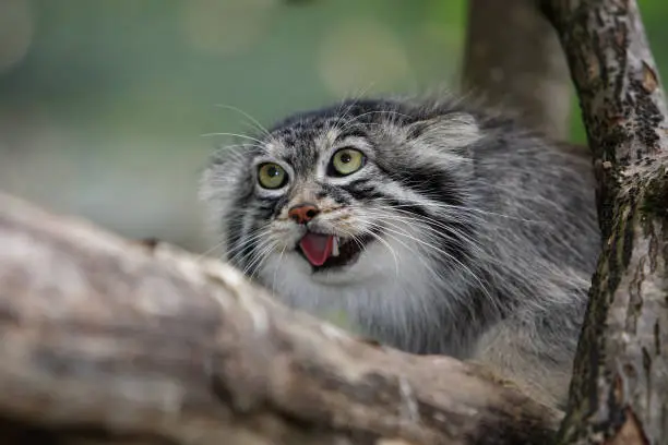 MANUL OR PALLAS'S CAT otocolobus manul, ADULTY GROWLING