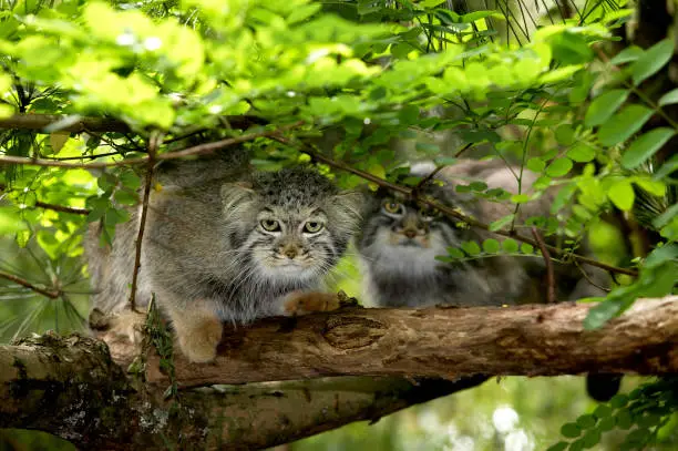MANUL OR PALLAS'S CAT otocolobus manul, PAIR ON BRANCH UNDER FOLIAGE