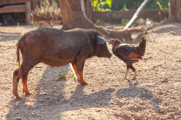 Domestic hog and chicken.