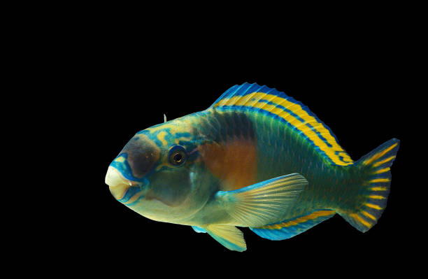 istock PARROT FISH scarus sordidus 1225365258