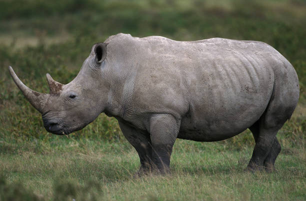 istock WHITE RHINOCEROS ceratotherium simum, KENYA 1225365283