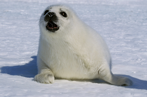 HARP SEAL pagophilus groenlandicus, PUP CALLING FOR MOTHER ON ICE FIELD, MAGDALENA ISLAND IN CANADA