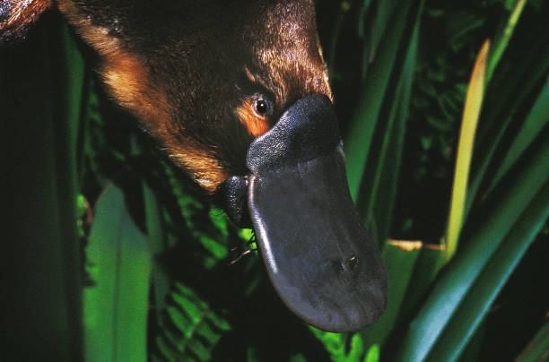 PLATYPUS ornithorhynchus anatinus, CLOSE-UP OF BEAK,  AUSTRALIA PLATYPUS ornithorhynchus anatinus, CLOSE-UP OF BEAK,  AUSTRALIA duck billed platypus stock pictures, royalty-free photos & images