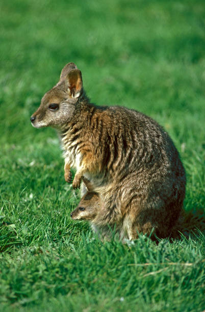 parma wallaby macropus parma, female mit joey in pouch, australien - kangaroo joey marsupial mammal stock-fotos und bilder