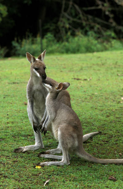 pretty faced wallaby macropus parryi, mutter mit joey, australien - kangaroo joey marsupial mammal stock-fotos und bilder