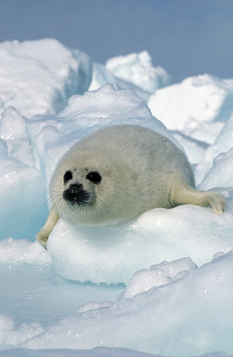 HARP SEAL pagophilus groenlandicus, YOUNG ON ICE FIELD, MAGDALENA ISLAND IN CANADA