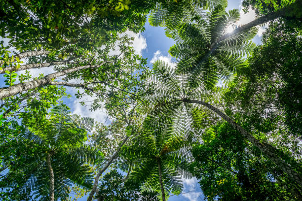 Tree ferns, Martinique