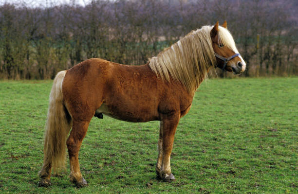 istock HAFLINGER PONY, STALLION STANDING ON GRASS 1225367537