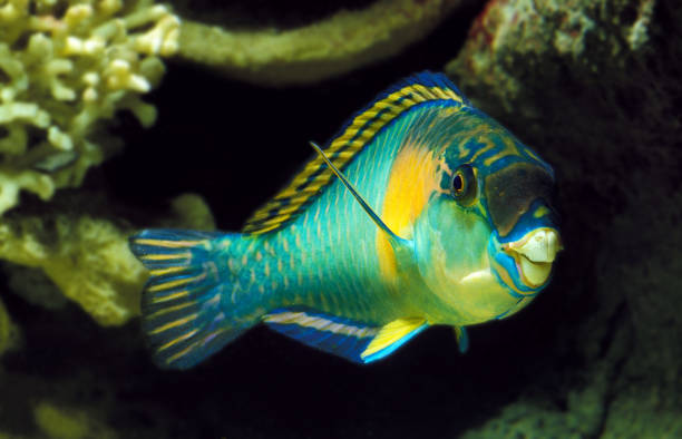 istock PARROT FISH scarus sordidus 1225367609