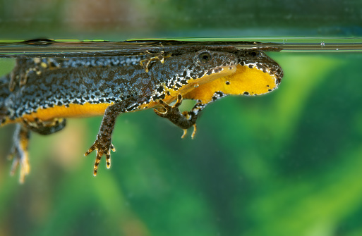 High Angle View of Fire Salamander (Salamandra salamandra) on the Rock in Stream