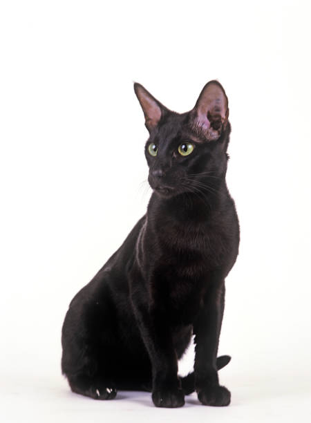 istock EBONY ORIENTAL CAT, ADULT AGAINST WHITE BACKGROUND 1225367870