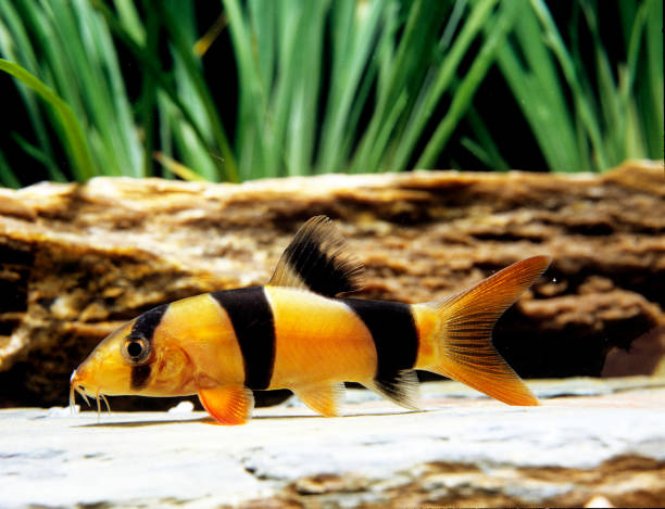 istock CLOWN LOACH botia macracanthus 1225367940