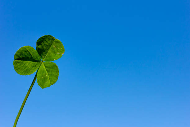 istock Letters of clover are on a background blue sky 1225368498