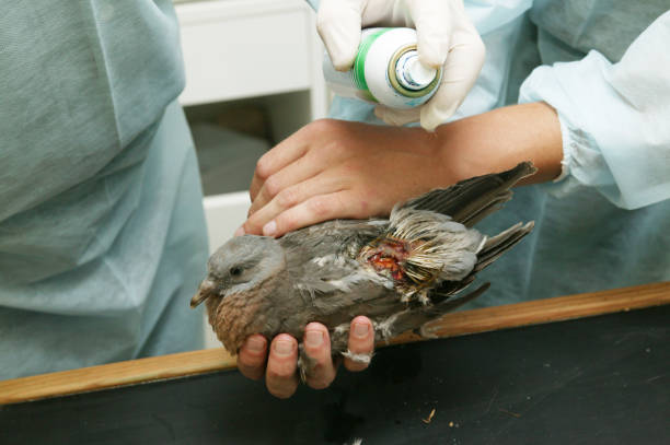 4,037 Injured Bird Stock Photos, Pictures & Royalty-Free Images - iStock | Broken wings 4,037 Injured Bird Stock Photos, Pictures & Royalty-Free Images - iStock | Broken wings