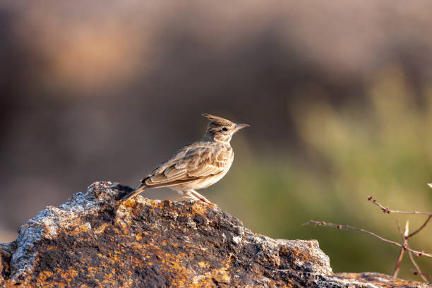 istock Crested Lark, cristata wildlife bird in gallery. 1225369520