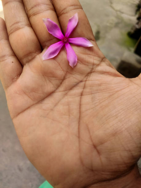 istock Human hand with pink periwinkle flower 1225369531