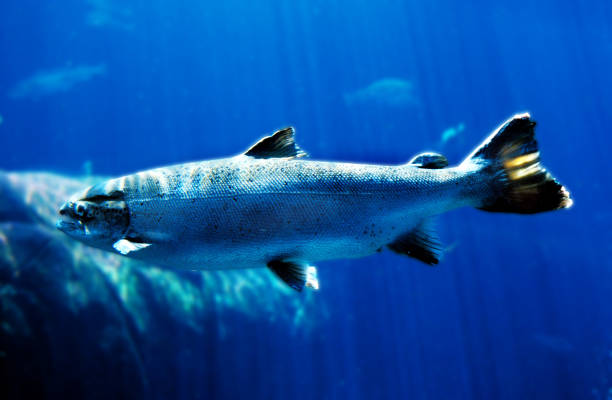 istock ATLANTIC SALMON salmo salar, QUEBEC CANADA 1225369610