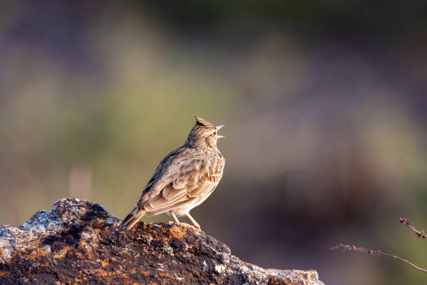 istock Crested Lark, cristata wildlife bird in gallery. 1225369619