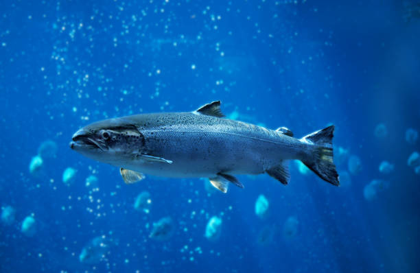 istock ATLANTIC SALMON salmo salar, QUEBEC CANADA 1225370143
