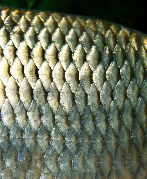 RUDD scardinius erythrophthalmus, CLOSE-UP OF SCALES RUDD scardinius erythrophthalmus, CLOSE-UP OF SCALES common rudd photos stock pictures, royalty-free photos & images
