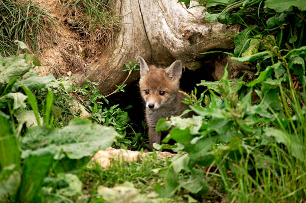 RED FOX vulpes vulpes, PUP EMERGING FROM DEN, NORMANDY IN FRANCE RED FOX vulpes vulpes, PUP EMERGING FROM DEN, NORMANDY IN FRANCE animal den photos stock pictures, royalty-free photos & images