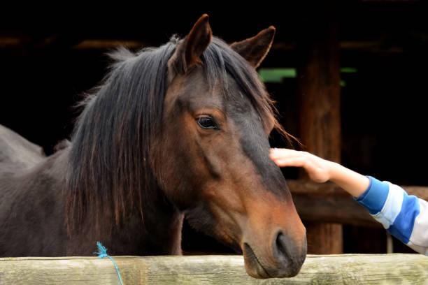 istock A child's hand caresses the horse 1225370647
