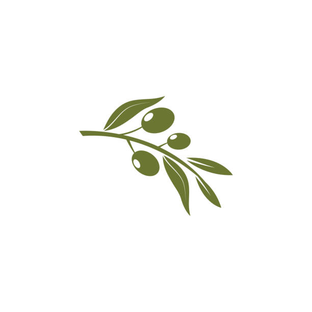 ilustraciones, imágenes clip art, dibujos animados e iconos de stock de diseño vectorial de la plantilla del logotipo de aceite de oliva - olive branch