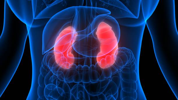 istock Human Urinary System Kidneys Anatomy 1225371535