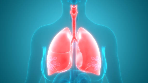 istock Human Respiratory System Lungs Anatomy 1225371579