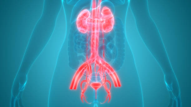 istock Human Urinary System Kidneys with Bladder Anatomy 1225371668