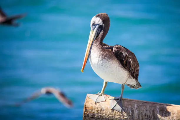 Photo of Pelican