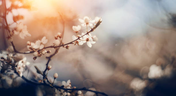 istock White flowers of cherry in a sunlight 1225374097