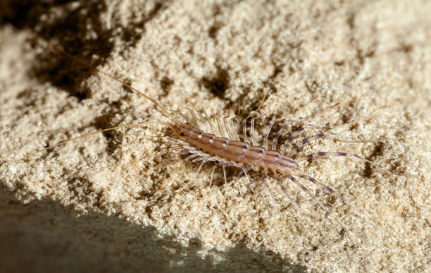 istock Insectivorous Scutigera coleoptrata 1225374249