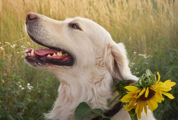 istock Retriever on the road. 1225374309