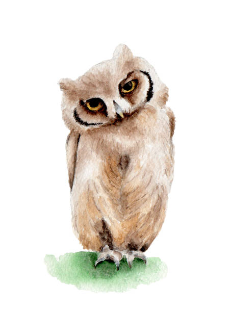 istock bird owl brown watercolor illustration nature isolated 1225374754