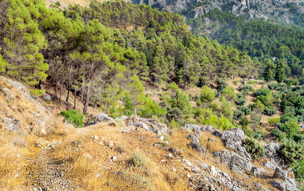 산맥의 소나무 - andalusia landscape spanish culture olive tree 뉴스 사진 이미지