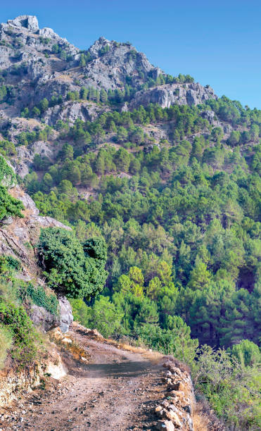 pinheiros na cordilheira - andalusia landscape spanish culture olive tree - fotografias e filmes do acervo