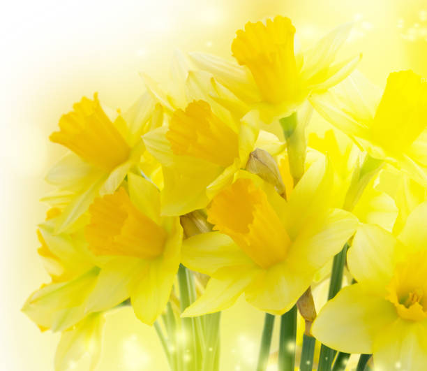 istock bouquet of daffodils flowers 1225374964