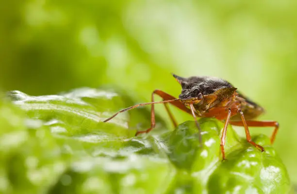 Macro front view of forest bug (Pentatoma rufipes) standing on salad leaf over green background