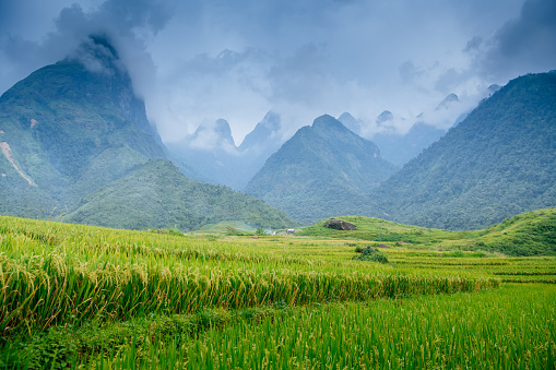 Beautiful landscape green rice fields prepare the harvest at Northwest Vietnam on terraced sunset mountain at Mu Cang Chai, Yen Bai, Vietnam