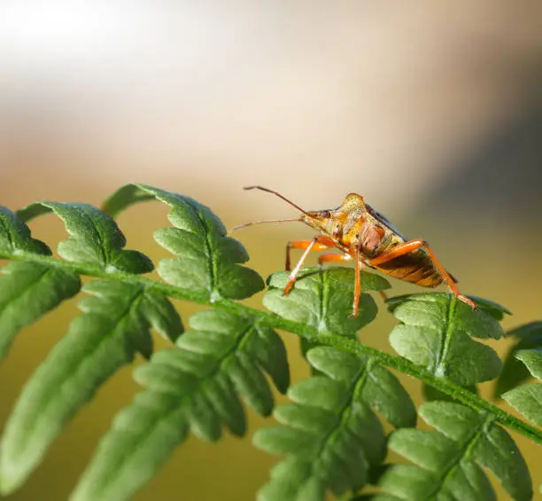 Macro low angle side view of forest bug (Pentatoma rufipes) on green fern leaf over forest background