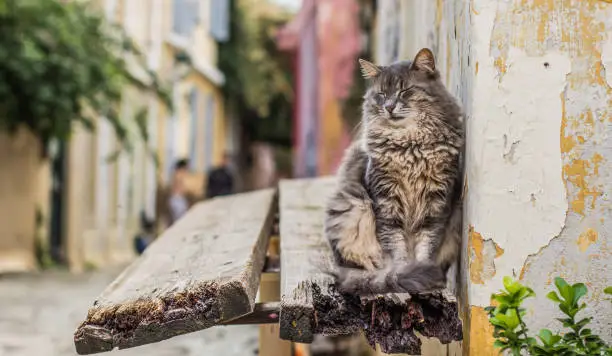 Photo of funny animal portrait of sleeping cat on small wooden window sill in urban narrow back street way environment