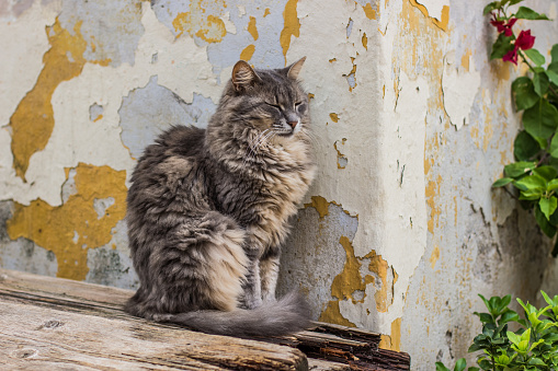 fluffy funny street cat animal portrait sleep on street near poor background concrete wall in urban city environment