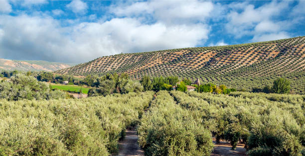 스페인 올리브 나무 - andalusia landscape spanish culture olive tree 뉴스 사진 이미지