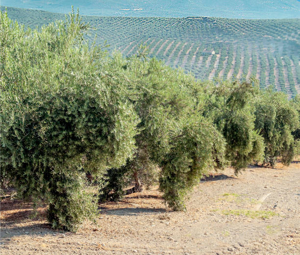 oliveiras espanholas - andalusia landscape spanish culture olive tree - fotografias e filmes do acervo