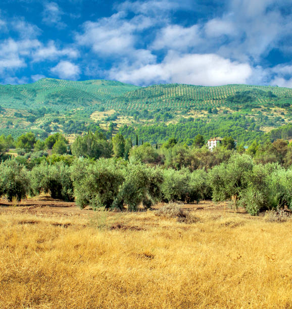 oliveiras espanholas - andalusia landscape spanish culture olive tree - fotografias e filmes do acervo